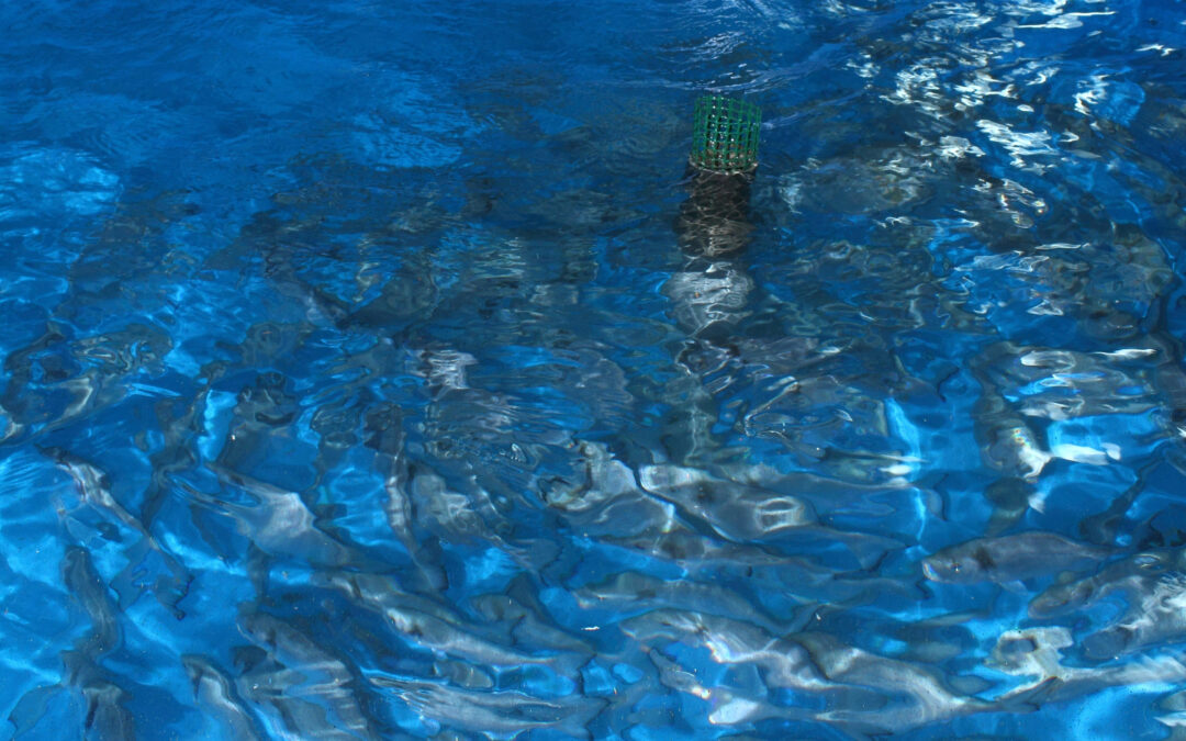Genes that are activated to changes in water salinity in the gilthead sea bream.