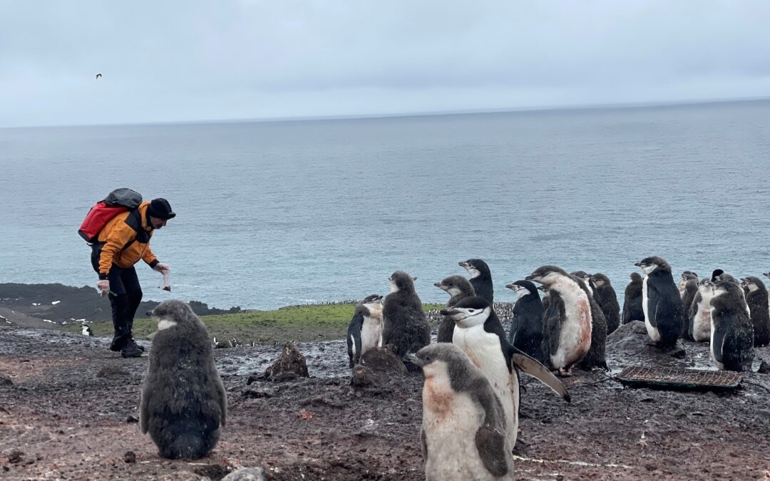 El CSIC destaca el papel del guano de los pingüinos como fuente de metales reciclados en el océano austral
