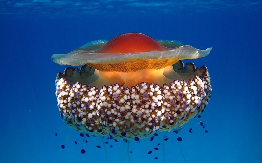 Un estudio del ICMAN-CSIC demuestra que una medusa simbionte sobrevivirá al calentamiento y la acidificación oceánica