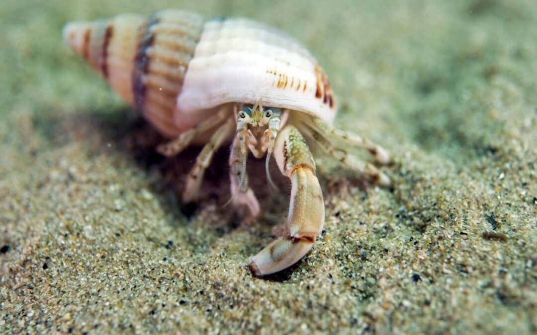 El CSIC descubre una nueva especie de cangrejo ermitaño en la península ibérica