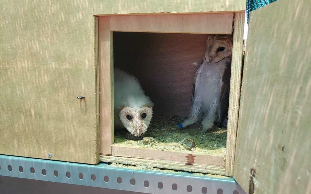 El ICMAN colabora en un proyecto que busca reintroducir la lechuza común en el Parque Natural de los Toruños y el Pinar de La Algaida