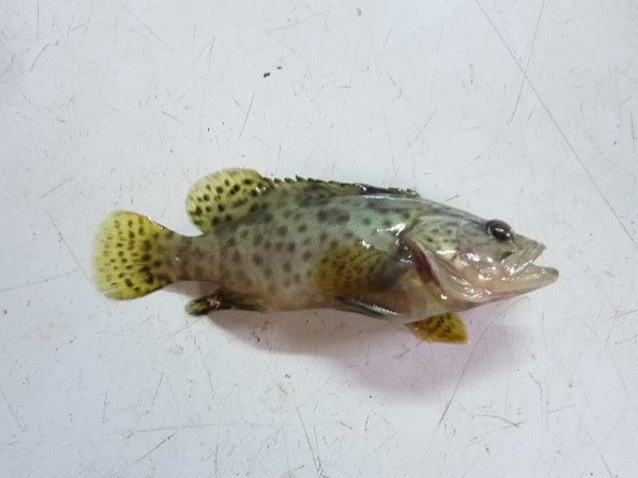 Acuicultura4