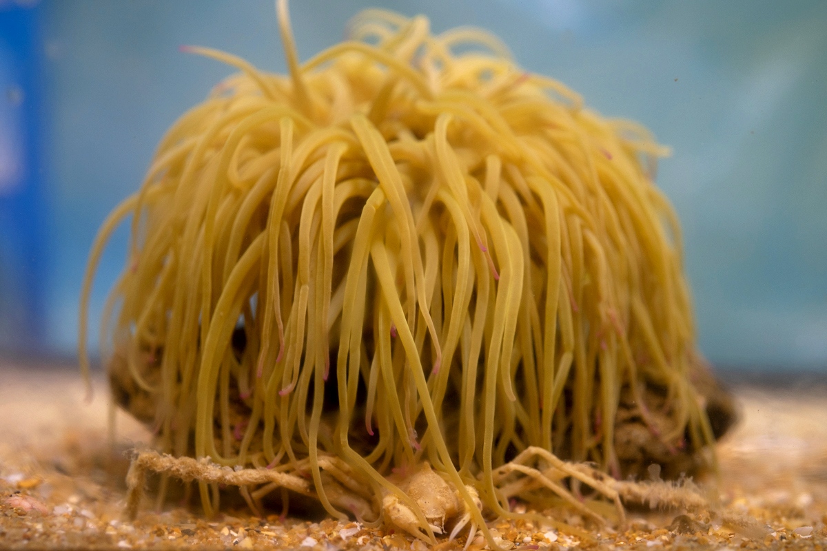 Hembra-de-Inachus-gaditanus-