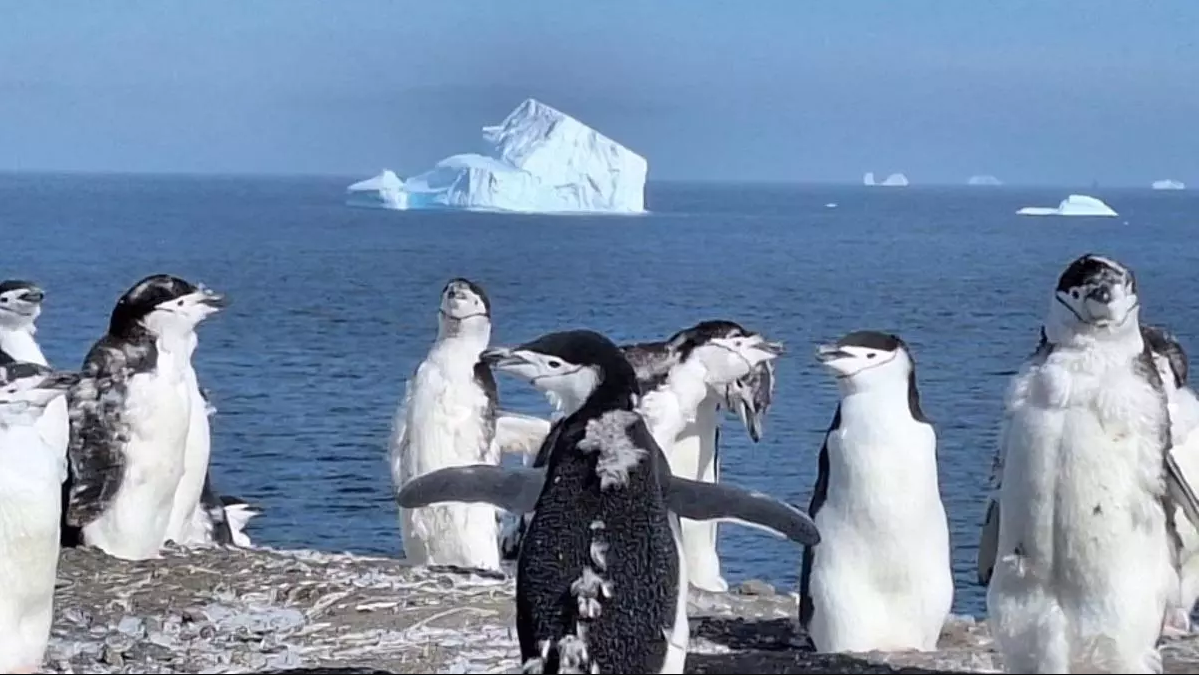 pinguinos