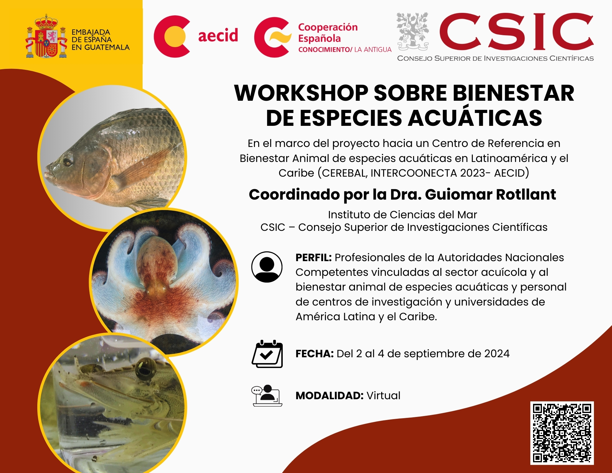 FLYER CSIC_CEREBAL_DEF_20240521